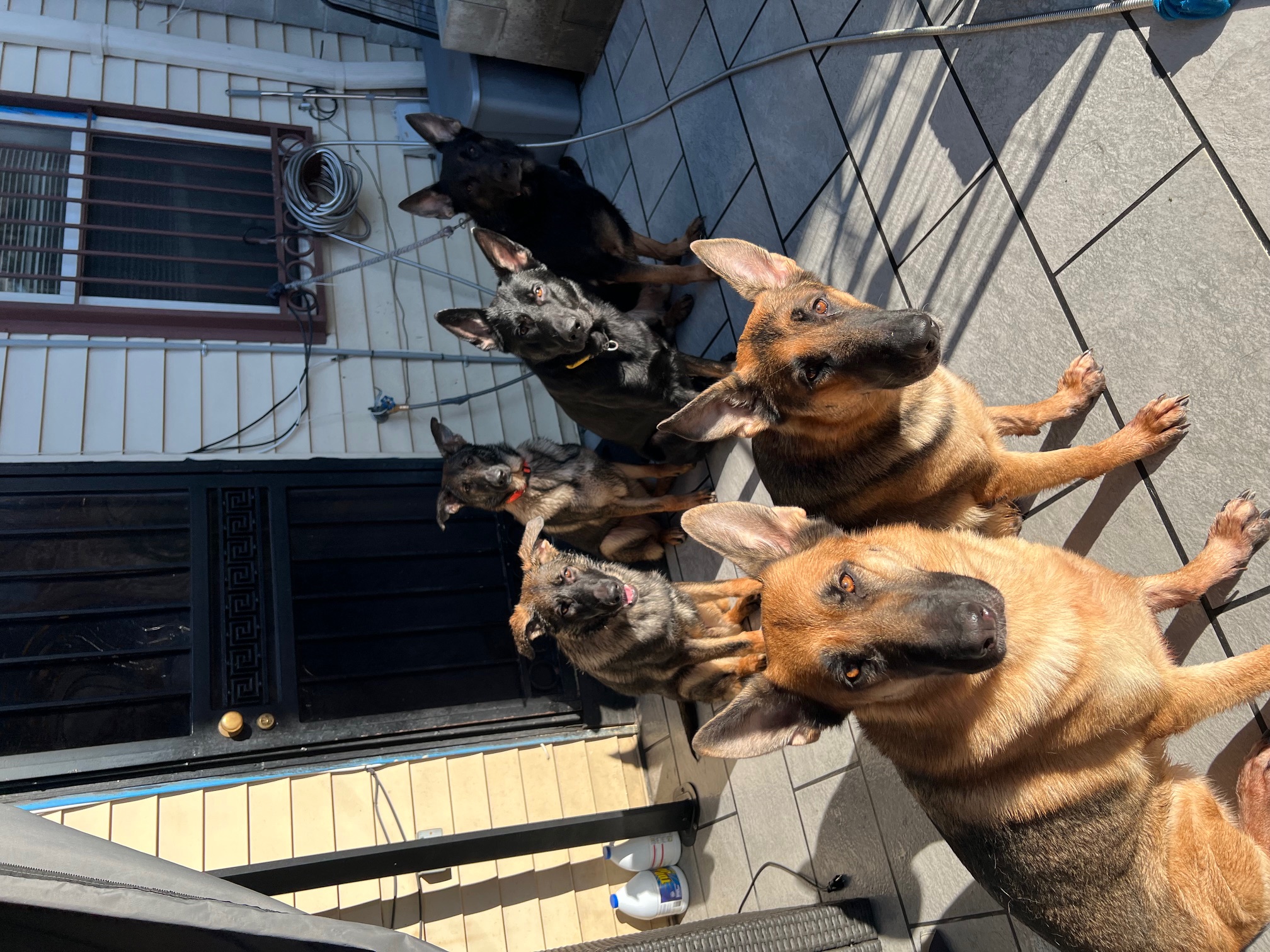 dog family picture