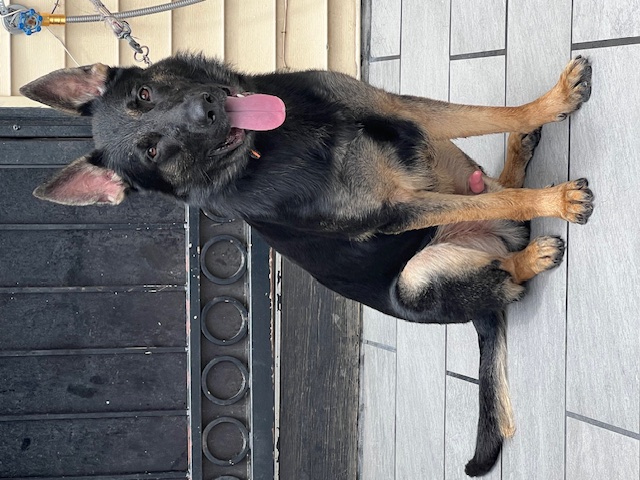 Picture of german shepherd Shaka Vom Charlemagne